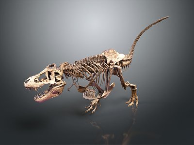 modern skeleton dinosaur skeleton animal skeleton 3d model