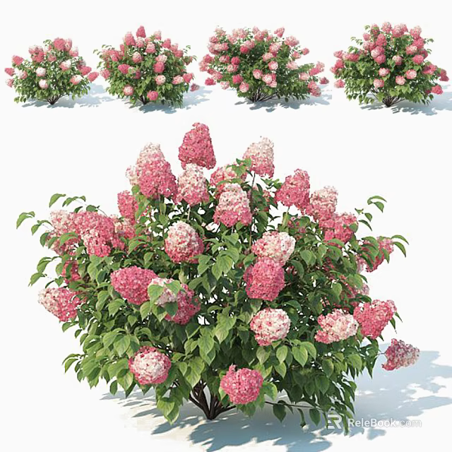 Blooming Pink And White Hydrangea Bush With Lush Green Leaves In Garden 3d model 