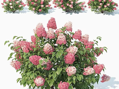 Blooming Pink And White Hydrangea Bush With Lush Green Leaves In Garden 3d model