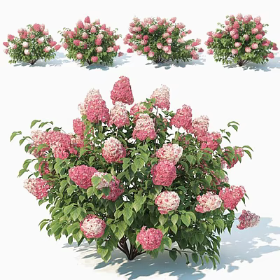 Blooming Pink And White Hydrangea Bush With Lush Green Leaves In Garden 3d model