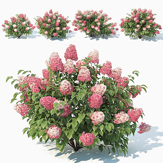 Hydrangea 3d model