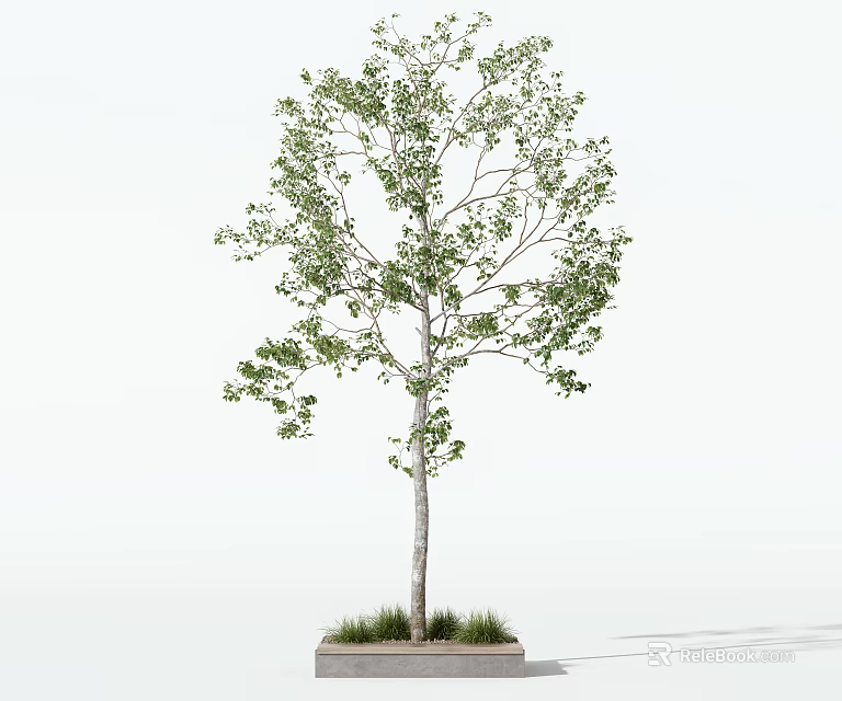 Ornamental Leafy Tree With Green Foliage Slender Trunk In Rectangular Concrete Planter 3d model 