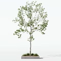 Ornamental Leafy Tree With Green Foliage Slender Trunk In Rectangular Concrete Planter