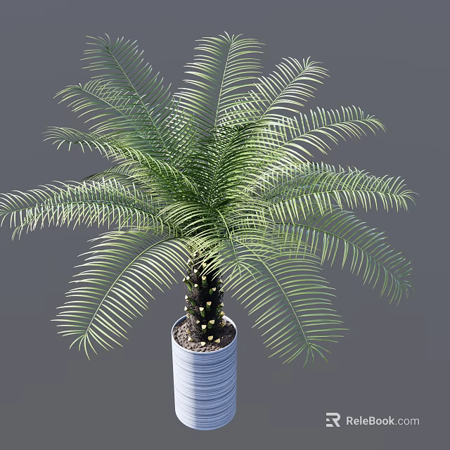 Green Palm Like Bonsai Potted Plant With Feathery Leaves In White Textured Pot 3d model 