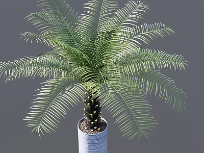 Green Palm Like Bonsai Potted Plant With Feathery Leaves In White Textured Pot 3d model