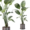 Potted Indoor Plants With Large Green Leaves For Home Decor In Ceramic Pots