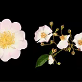Pink And White Flower Blooms With Buds And Green Leaves On Black Background