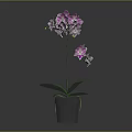 Lovely Purple Orchid Plant With Lush Green Leaves And Purple Flowers In Gray Pot