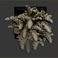 Natural Coral Sculpture With White Gray Texture On Black Wooden Base