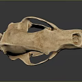 Detailed Animal Skull Bone Structure With Anatomical Features And Teeth 3d model