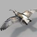 Flying Bird With Long Beak And Spread Wings Against Gray Background