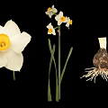 Daffodil Plant with White Petals Yellow Center Flower Stem and Bulb Roots
