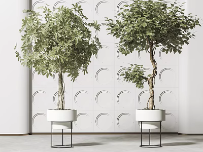 Bonsai Trees In White Pots With Black Metal Stands Against White Wall With Curved Patterns 3d model