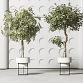 Bonsai Trees In White Pots With Black Metal Stands Against White Wall With Curved Patterns