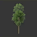 Green Tree with Lush Green Leaves and Brown Trunk on Neutral Gray Background