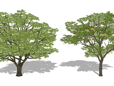 Two Tall Trees With Green Foliage And Long Shadows In Sunlight 3d model
