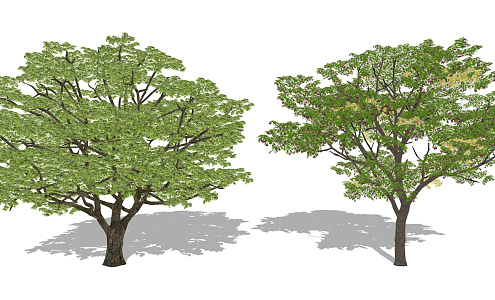 Modern Tree Landscape Tree Losmanthus Tree Huangge Tree Landscape Plants 3d model