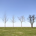 Leafless Trees Lined Up on Green Grassland Under Clear Blue Sky 3d model