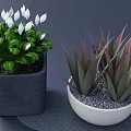 Potted Green Plants With White Flowers And Purple Leaves In Grey Square White Round Pots