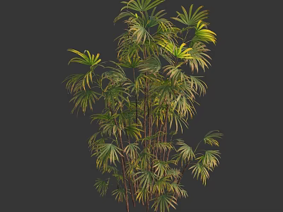 Lush Green Bamboo Plant With Tall Sturdy Stems And Vibrant Foliage 3d model