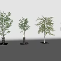 Four Arbor Trees With Green Foliage And Varied Branch Structures 3d model