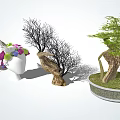 Stylish Indoor Bonsai Potted Plants With Various Branches And Green Foliage