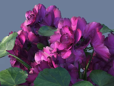 Lush Purple Flower Blooms With Fresh Green Leaves In Vibrant Garden 3d model