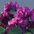 Lush Purple Flower Blooms With Fresh Green Leaves In Vibrant Garden