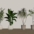 Indoor Potted Plants With Various Leaf Shapes In White And Brown Pots On Wooden Floor