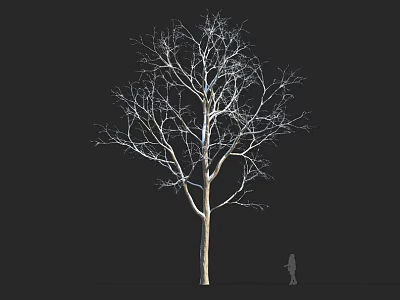Tall Leafless Tree Against Black Background Featuring Small Human Figure For Scale 3d model