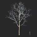 Tall Leafless Tree Against Black Background Featuring Small Human Figure For Scale
