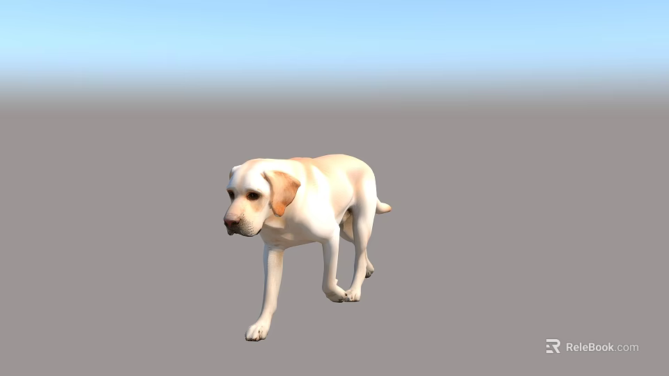 Yellow Labrador Dog Walking On Gray Ground Under Blue Sky 3d model 