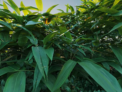 Lush Green Bushes With Vibrant Leaves Thriving In Sunlit Outdoor Garden Space 3d model