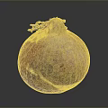Fresh Vibrant Organic Onion With Pink Orange Purple Hues On Dark Surface