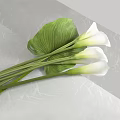 White Calla Lilies With Green Stems And Large Leaves On Gray Marble Surface