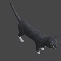 Gray And White Cat With Yellow Eyes In Standing Alert Stance
