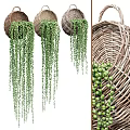 Wicker Hanging Basket Plants With Trailing Green Vines For Indoor Home Decor