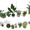 Bonsai and Potted Plants Collection With Various Green Plants And Different Decorative Pots
