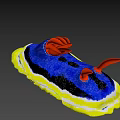 Vibrant Colorful Sea Slug With Blue Body Yellow Edge And Red Tentacles