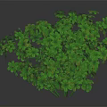 Healthy Green Plant With Lush Clover Shaped Leaves And Natural Growth