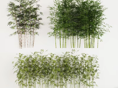 Different Types of Bamboo Plants For Landscaping With Various Heights And Green Foliage 3d model