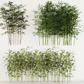 Different Types of Bamboo Plants For Landscaping With Various Heights And Green Foliage
