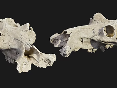 Skulls of modern skulls of animals 3d model Skulls of modern skulls of animals 3d model