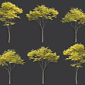 Sapindus ghosts see sorrow deciduous trees wash hands fruit bitter trees big trees Rita Sapindus garden road greening trees plants 3d model