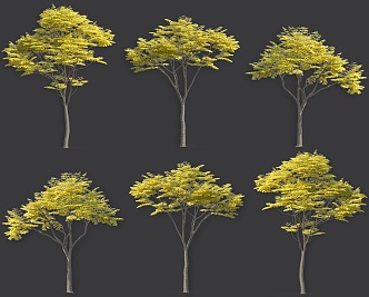 Sapindus ghosts see sorrow deciduous trees wash hands fruit bitter trees big trees Rita Sapindus garden road greening trees plants 3d model