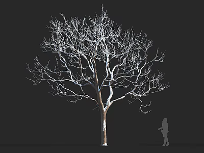 Leafless Tree With Straight Trunk Spreading Branches Against Black Background And Human Silhouette 3d model