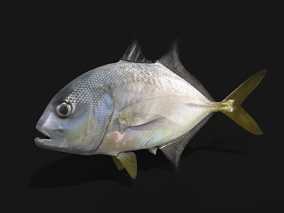 Silver Colored Marine Fish Featuring Yellow Tail And Fins In High Definition Close Up 3d model