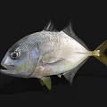 Silver Colored Marine Fish Featuring Yellow Tail And Fins In High Definition Close Up