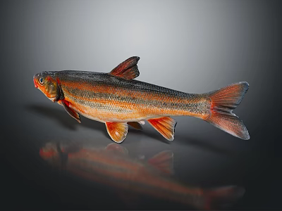 Vibrant Fish With Orange Red Stripes And Detailed Fins On Dark Reflective Surface 3d model