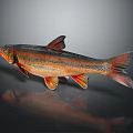 Vibrant Fish With Orange Red Stripes And Detailed Fins On Dark Reflective Surface